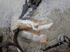 Gilvossius tyrrhenus