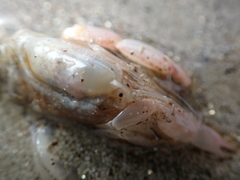 Gilvossius tyrrhenus