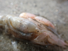 Gilvossius tyrrhenus