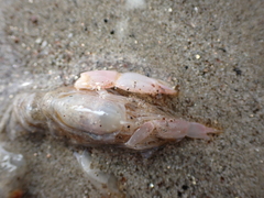 Gilvossius tyrrhenus