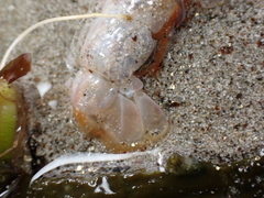 Gilvossius tyrrhenus