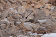 Gallinago solitaria