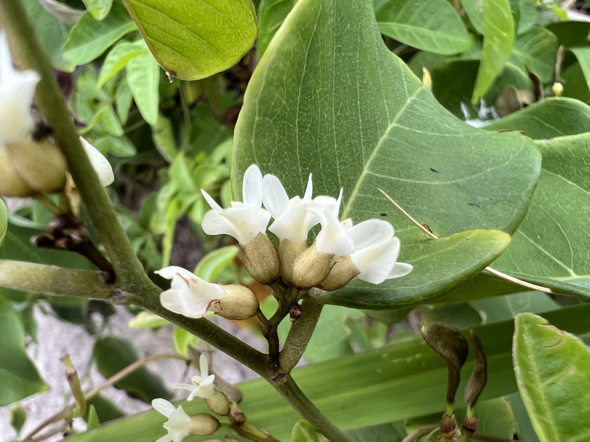 Dalbergia ecastaphyllum