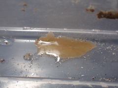 Leptoplana tremellaris