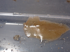 Leptoplana tremellaris