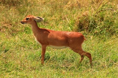 Raphicerus campestris neumanni