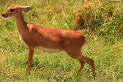 Raphicerus campestris neumanni