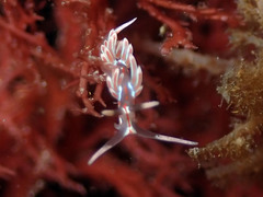 Facelina rubrovittata