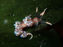 Facelina rubrovittata