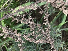 Artemisia palmeri