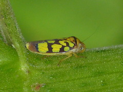 Pseudometopia amblardii