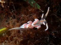 Facelina rubrovittata