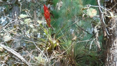 Tillandsia ponderosa