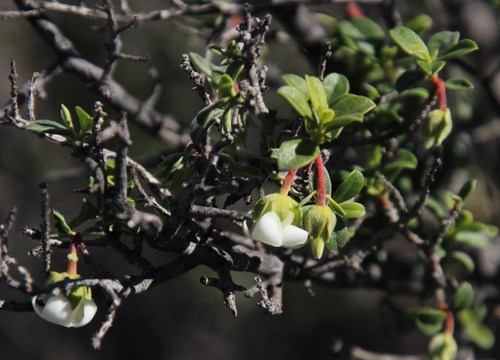 Image of Diospyros ramulosa by (c) Tony Rebelo, some rights reserved (CC BY-SA)