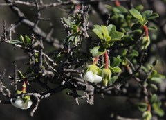Diospyros ramulosa