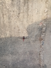 Bradinopyga strachani