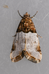 Cobubatha dividua