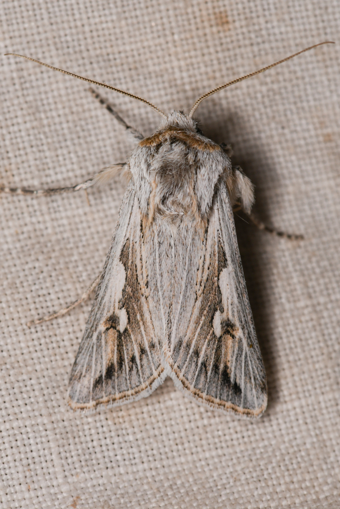 Protogygia biclavis