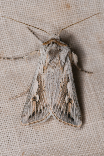 Protogygia biclavis