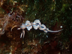 Facelina rubrovittata