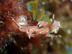 Facelina rubrovittata