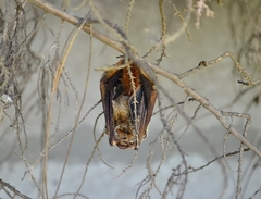Lasiurus blossevillii