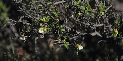 Diospyros ramulosa