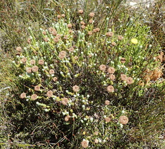 Athanasia pachycephala