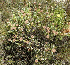 Athanasia pachycephala
