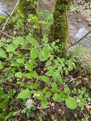 Philadelphus caucasicus