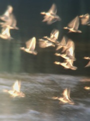 Anas georgica spinicauda