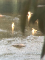 Anas georgica spinicauda