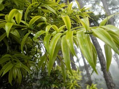 Podocarpus guatemalensis