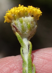 Athanasia pachycephala