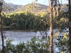 Anas georgica spinicauda