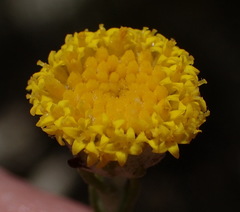 Athanasia pachycephala