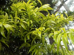 Podocarpus guatemalensis