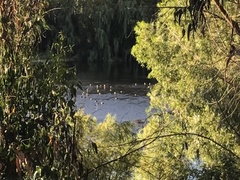 Anas georgica spinicauda