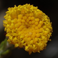 Athanasia pachycephala