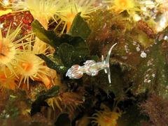 Facelina rubrovittata