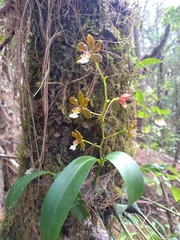 Prosthechea varicosa