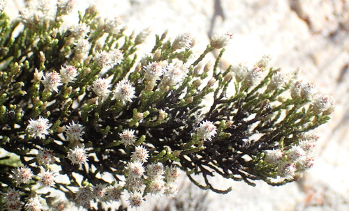 Image of Dolichothrix ericoides by (c) Nicola van Berkel, some rights reserved (CC BY-SA)