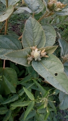 Croton subpannosus