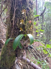 Prosthechea varicosa