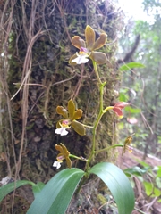 Prosthechea varicosa