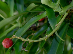 Dracaena angustifolia