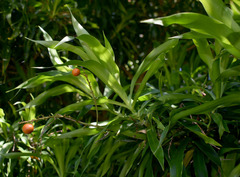 Dracaena angustifolia