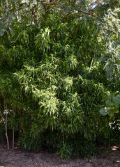 Dracaena angustifolia