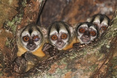 Spix's Night Monkey photo 2