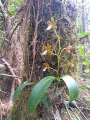Prosthechea varicosa
